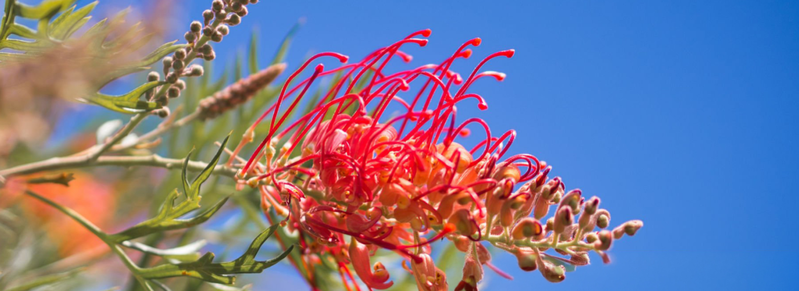 THRILL YOUR CUSTOMERS WITH THE BEST AUSTRALIAN PLANTS