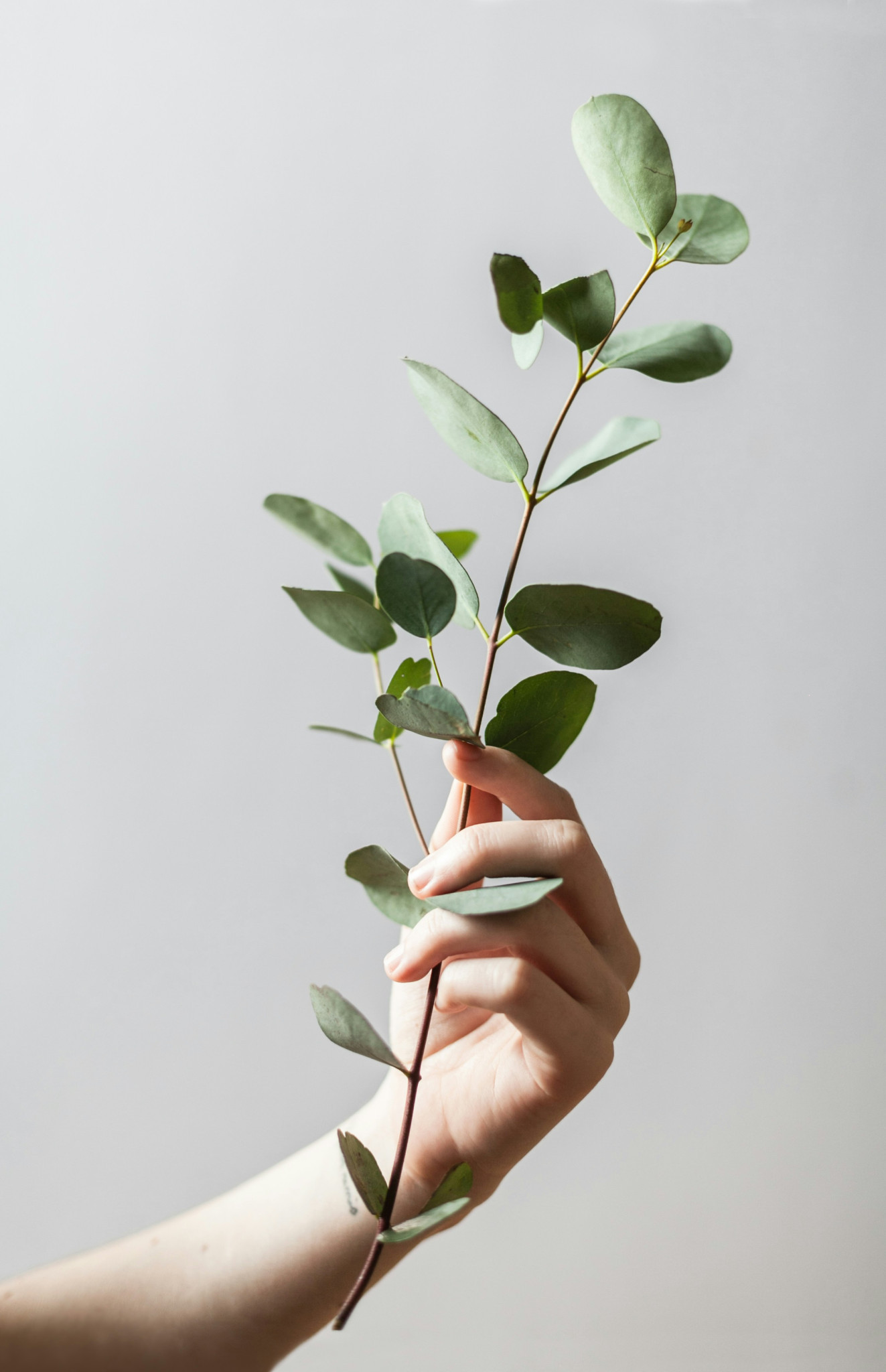 Photo of a hand holding a young gumtree branch.