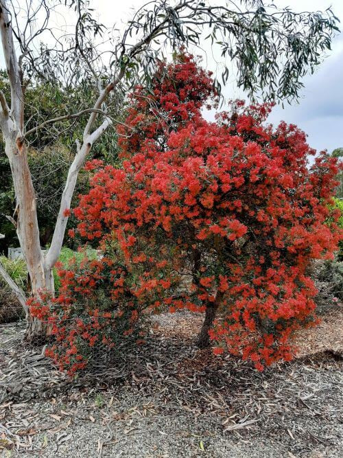 Photo of a flowering Ceratopetalum Gummiferum “Albery’s Red” plant by Tarrawood Native Nursery.