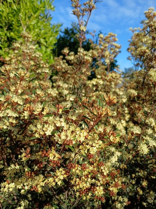 Photo of the flowers of an Australian native plant by Tarrawood Native Nursery.