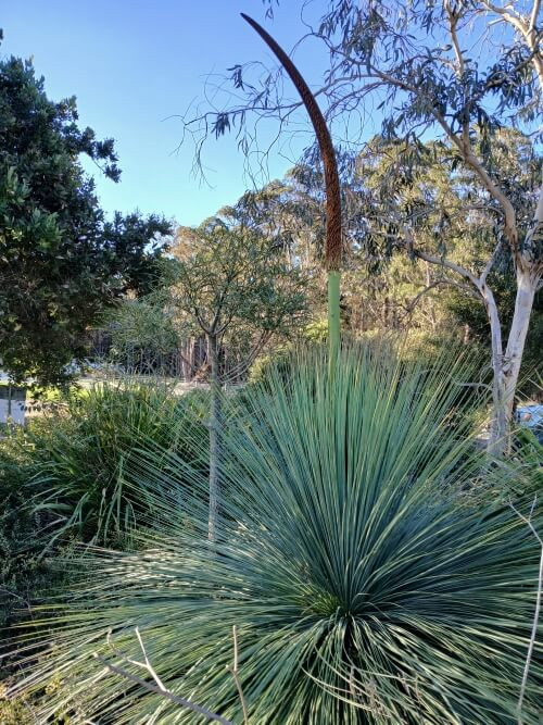 Photo of an Australian native plant by Tarrawood Native Nursery.