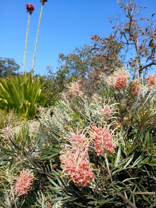 Photo of a flowering Australian native plant by Tarrawood Native Nursery.