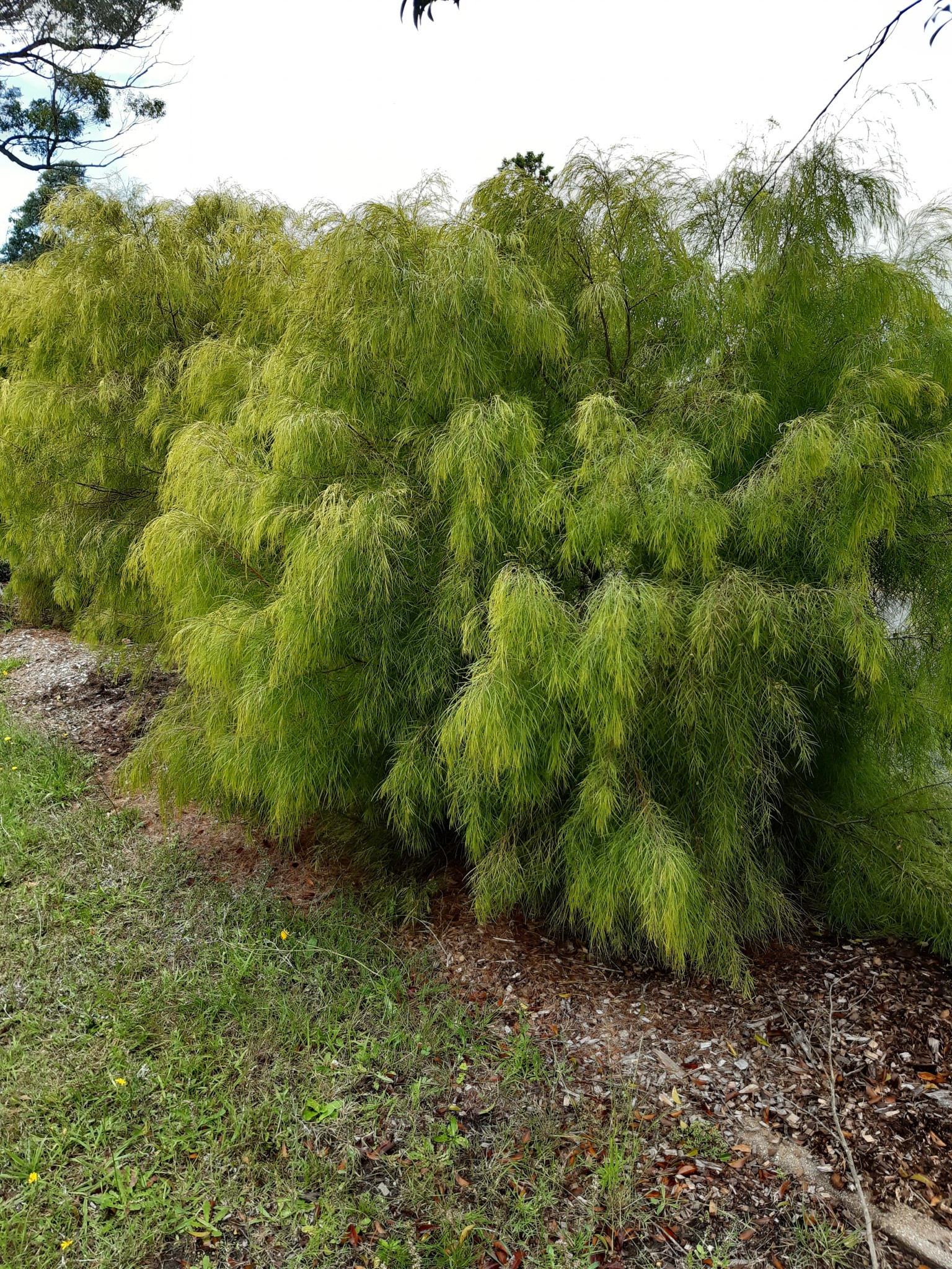 Photo of a Acacia “Lime Magic” by Tarrawood Native Nursery.