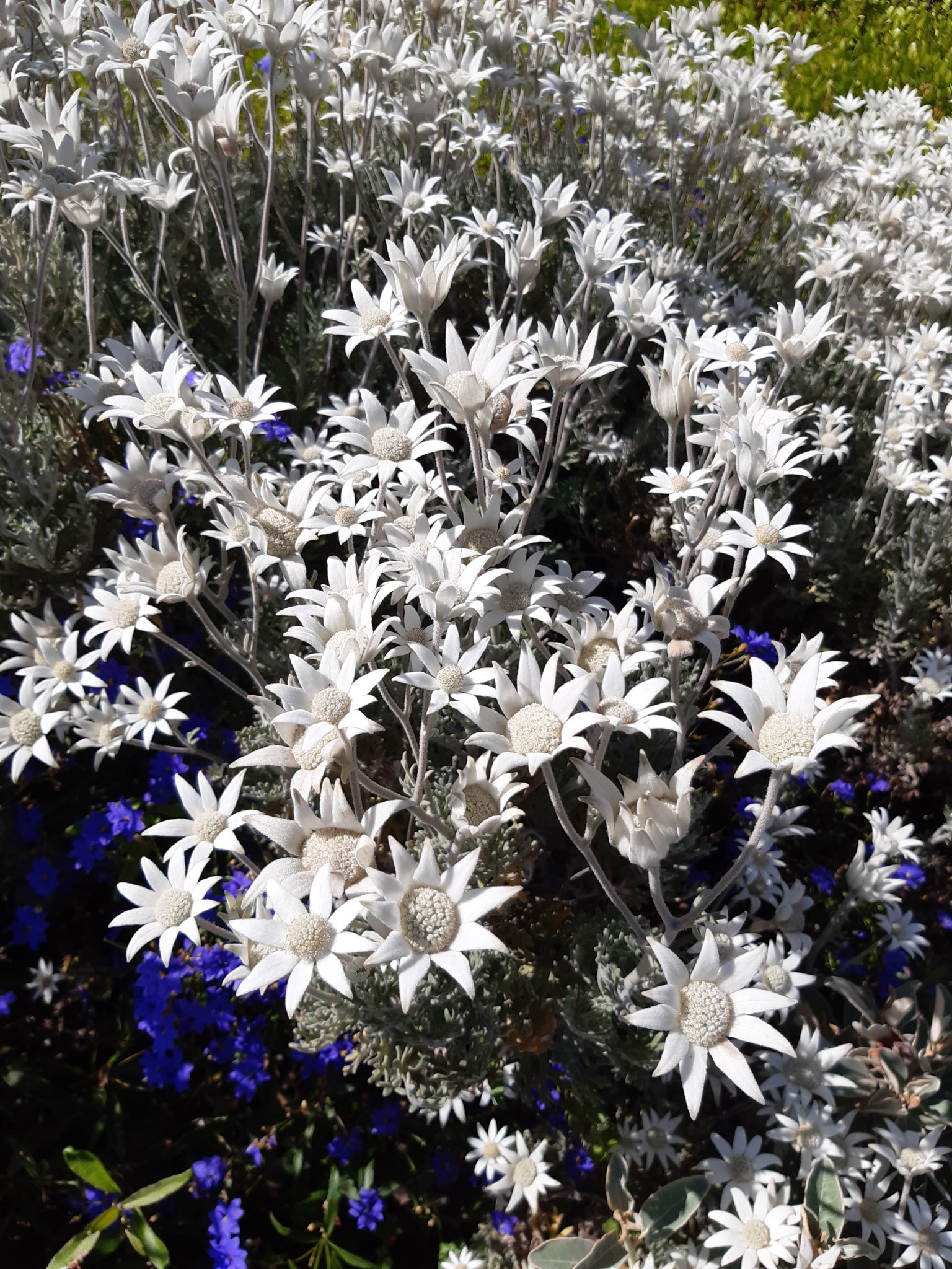 Photo of a Actinotus Helianthi “Flannel Flower” by Tarrawood Native Nursery