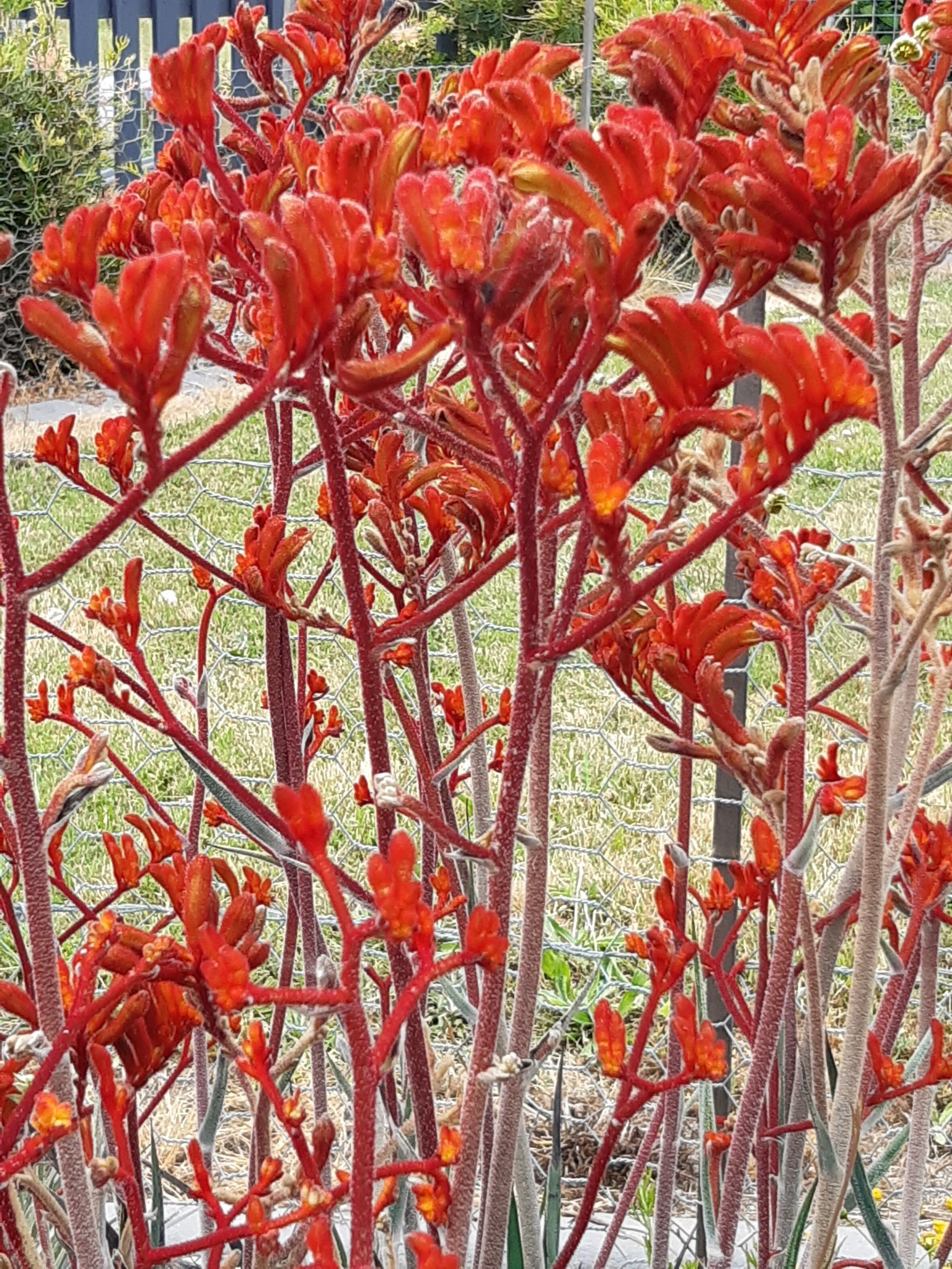 Photo of an Anigozanthos “Kings Park Federation Flame” by Tarrawood Native Nursery