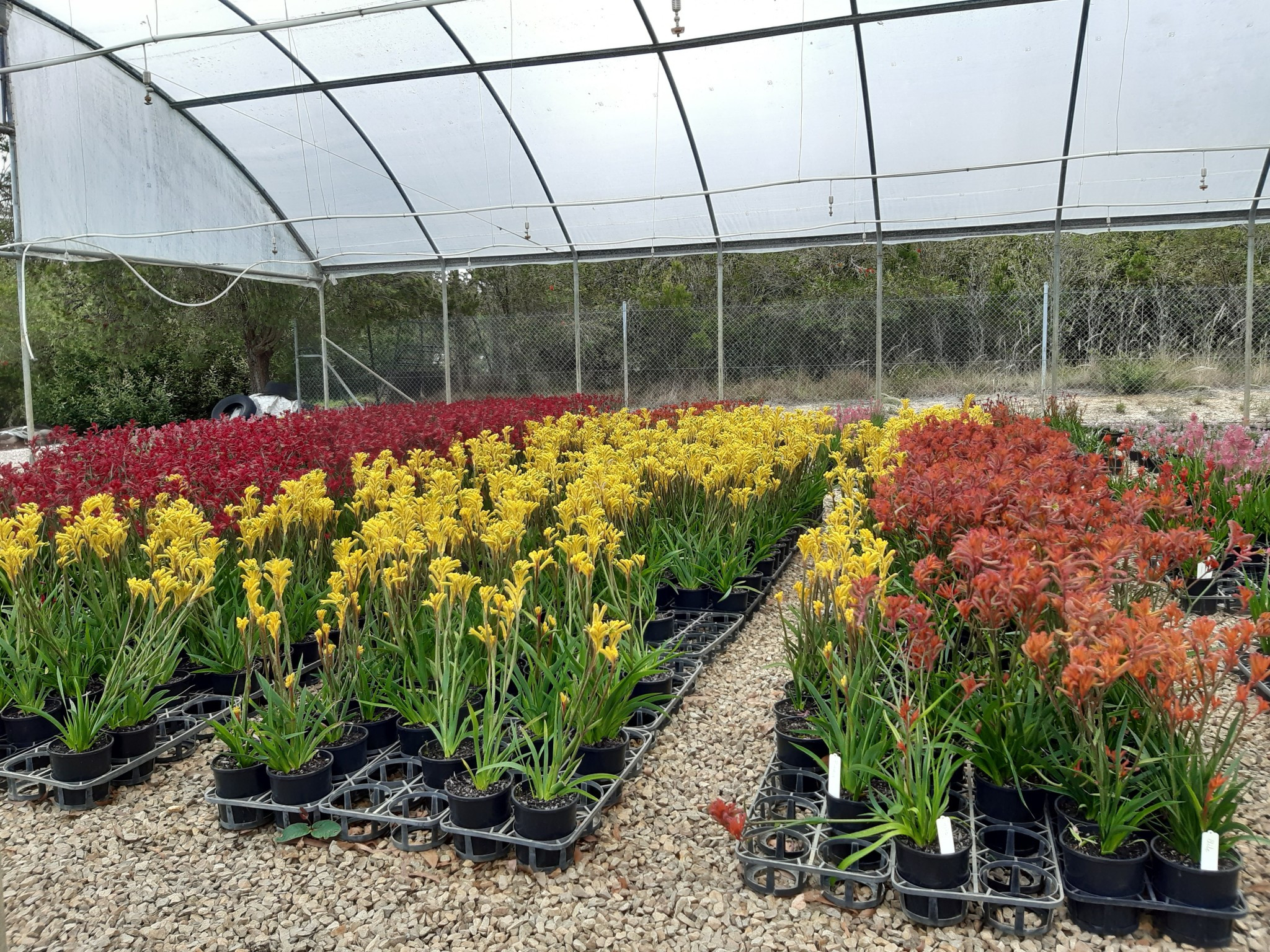 Photo of potted Anigozanthoses by Tarrawood Native Nursery.