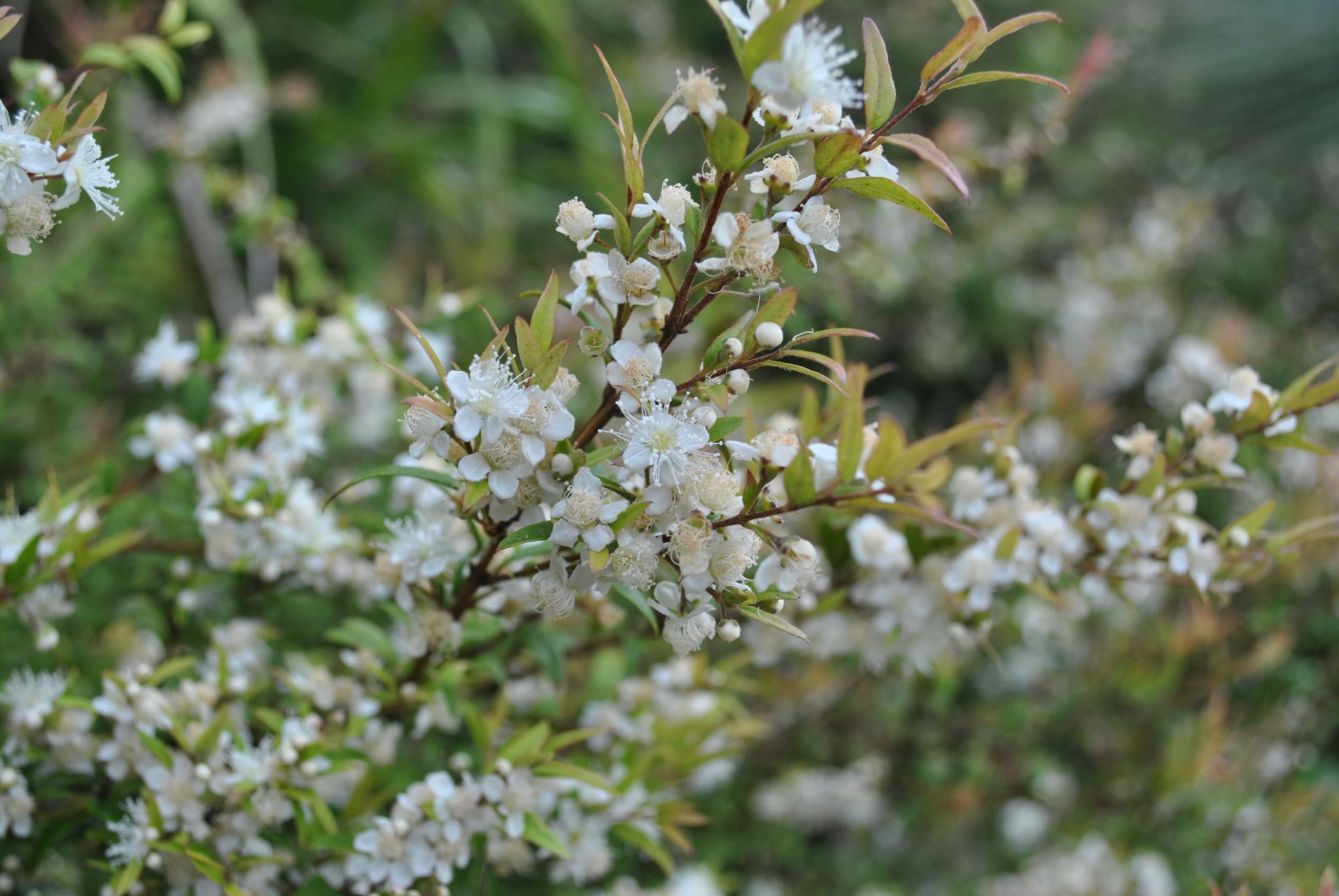 Photo of branch and flowers of an Austromyrtus Duclis “Midyim Berry” by Tarrawood Native Nursery.