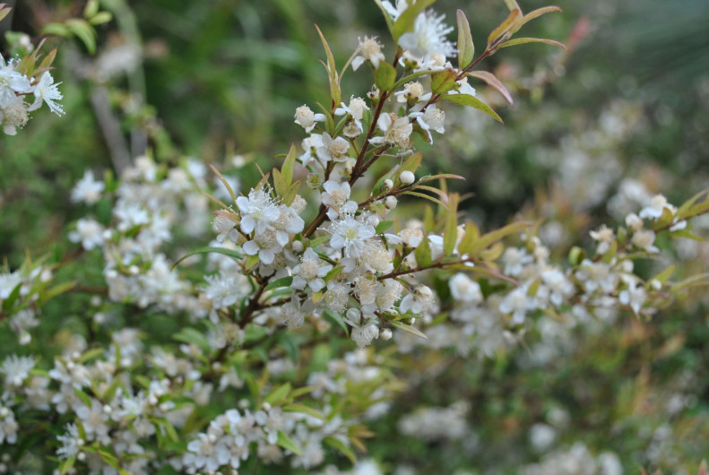 Photo of branch and flowers of an Austromyrtus Duclis “Midyim Berry” by Tarrawood Native Nursery.