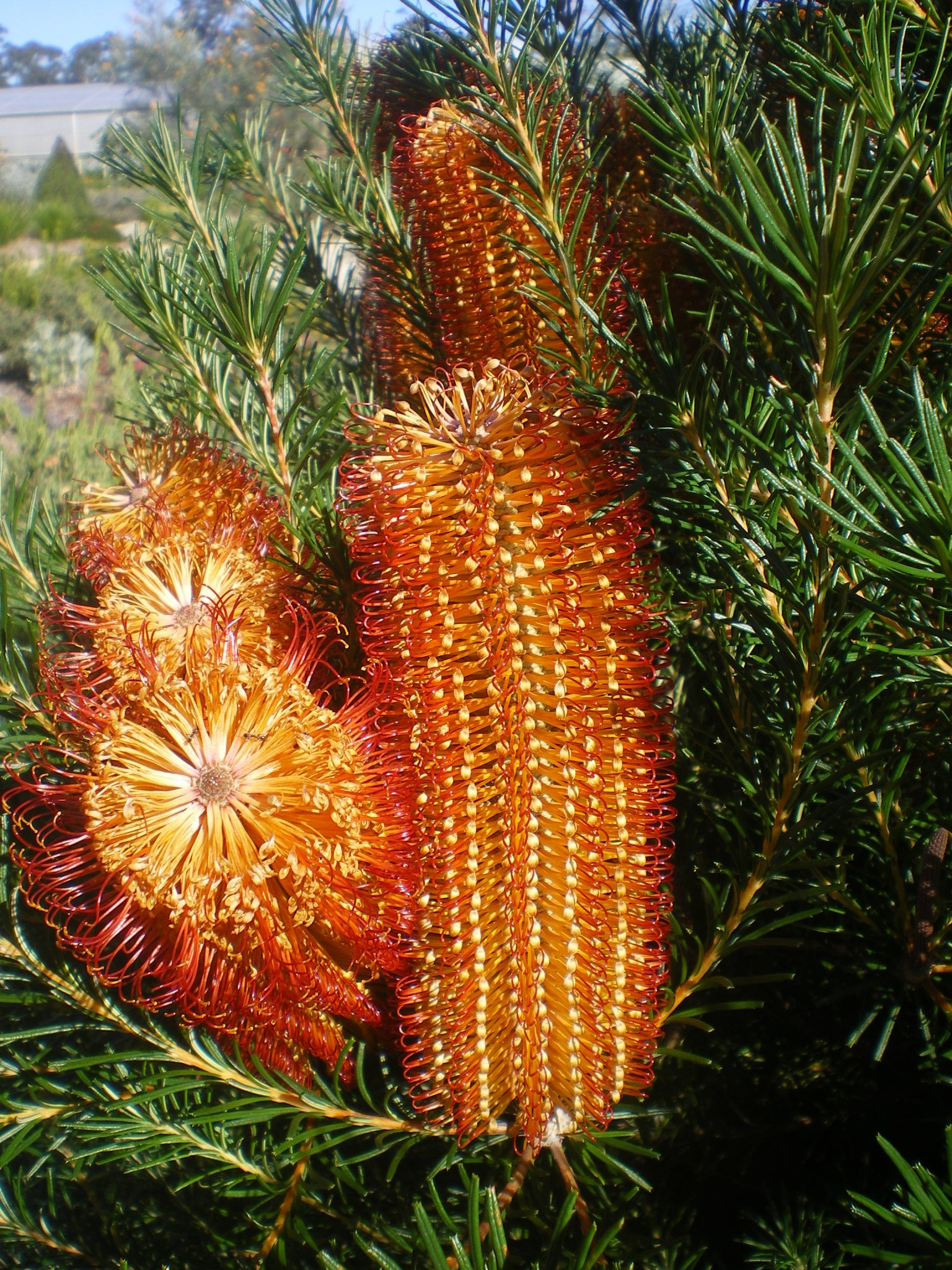 Photo of the flower of a Banksia Hybrid “Bird Song” plant by Tarrawood Native Nursery.