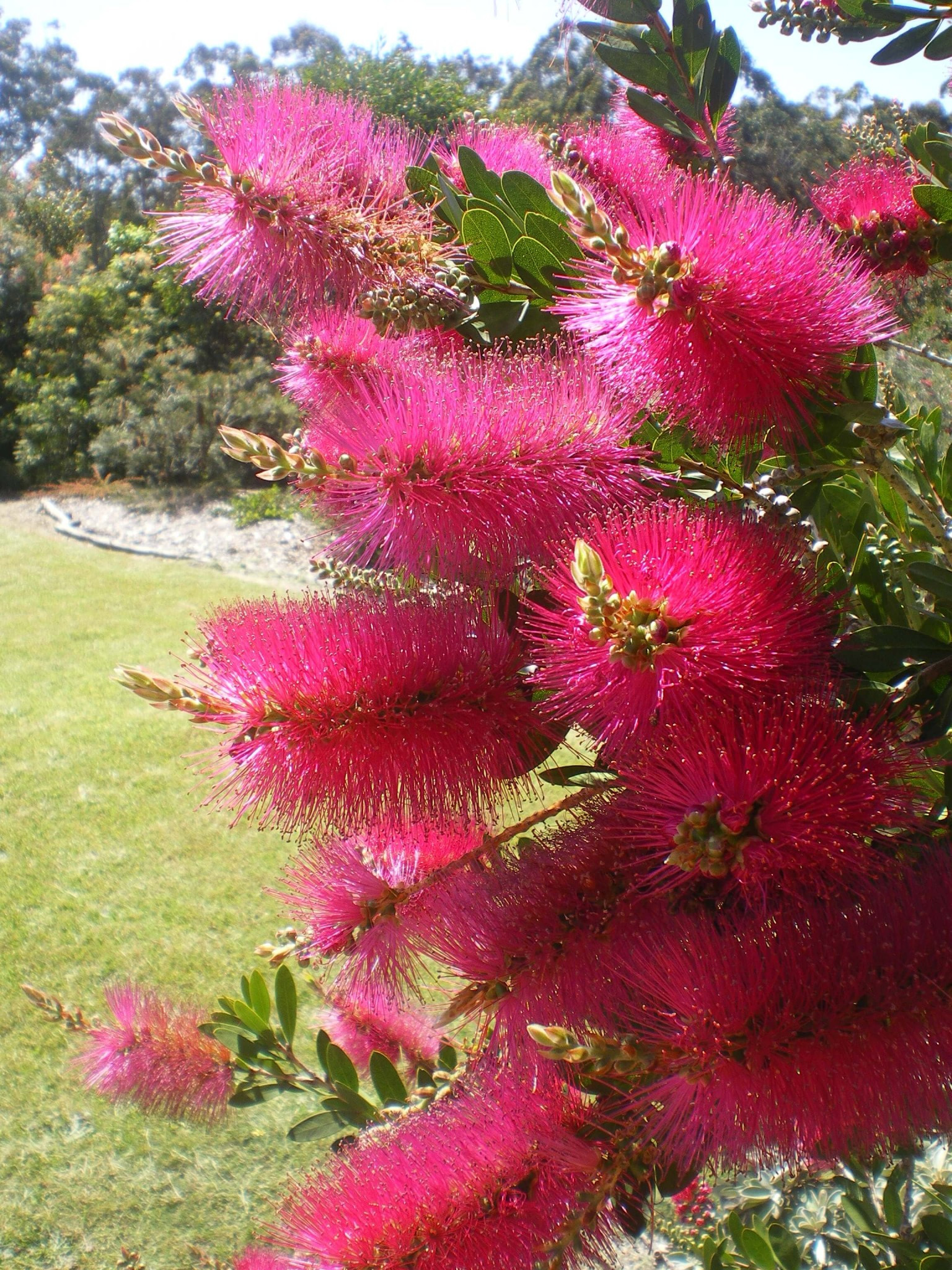 Photo of the flowers of a Callistermon “Hot Pink” plant by Tarrawood Native Nursery.