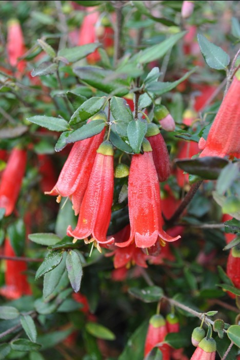 Photo of flowers of the Correa “Scarlet Belle” plant by Tarrawood Native Nursery.