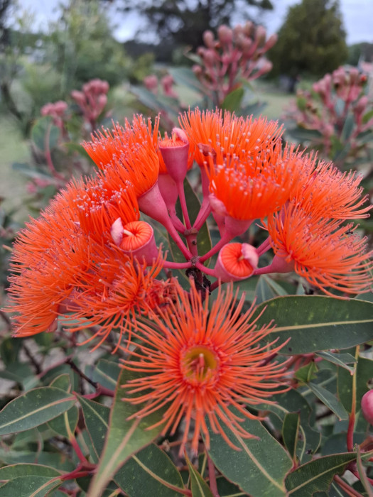 Photos of budding flowers of the Corymbia Ficifolia “Dwarf Orange” grafted plant by Tarrawood Native Nursery.