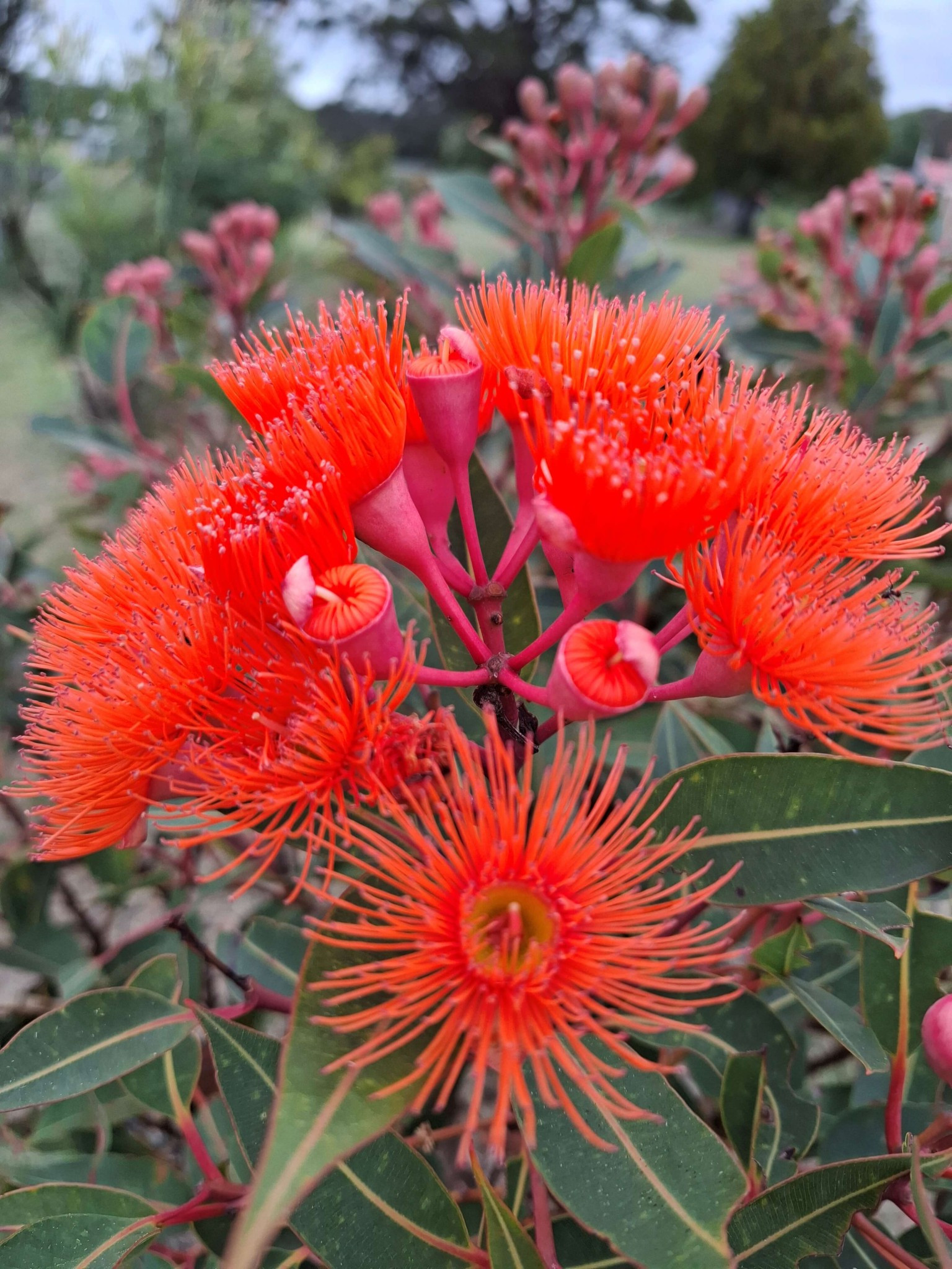 Photos of budding flowers of the Corymbia Ficifolia “Dwarf Orange” grafted plant by Tarrawood Native Nursery.