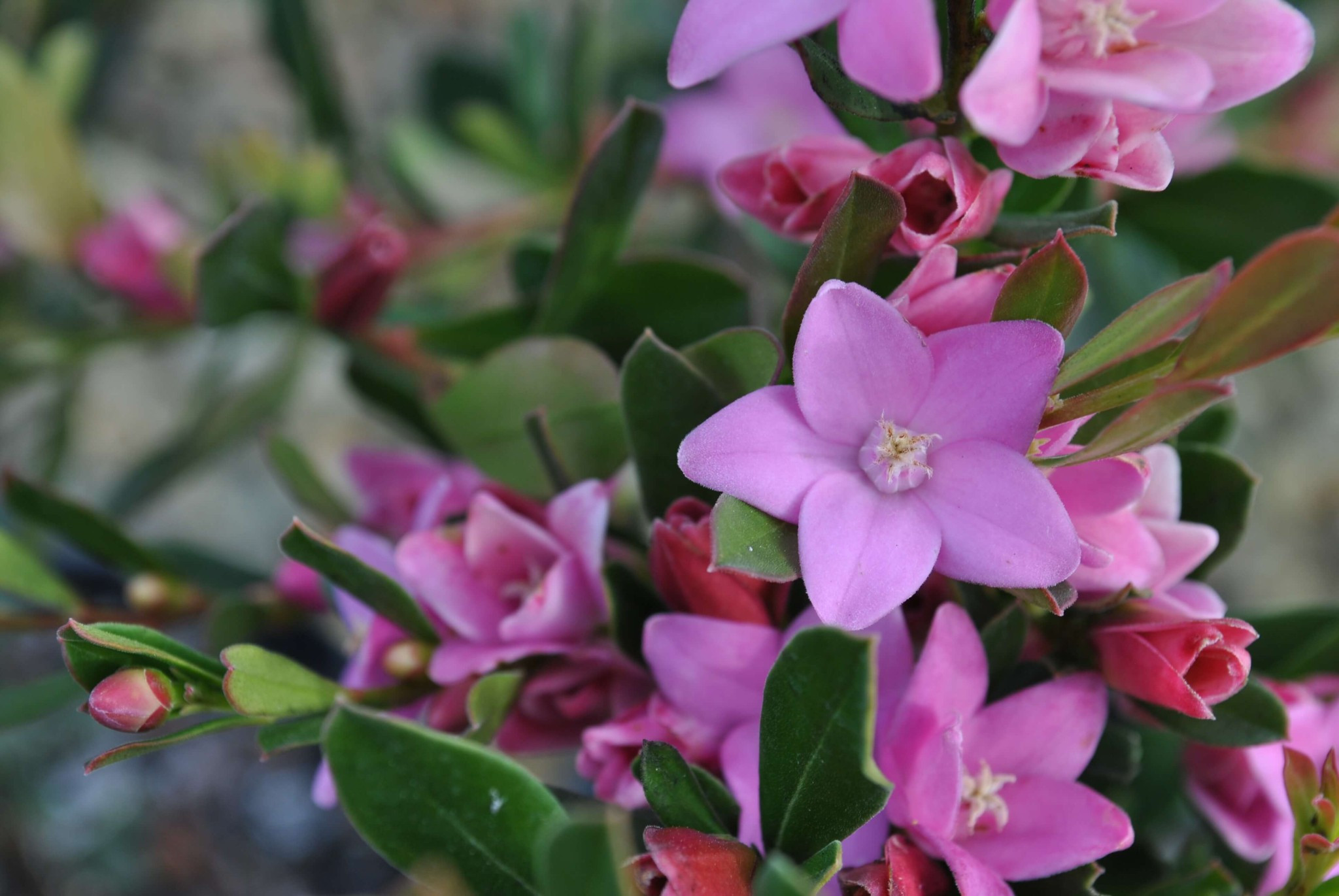 Photo of flowers of a Crowea Hybrid “Poorinda Ecstasy” plant by Tarrawood Native Nursery.