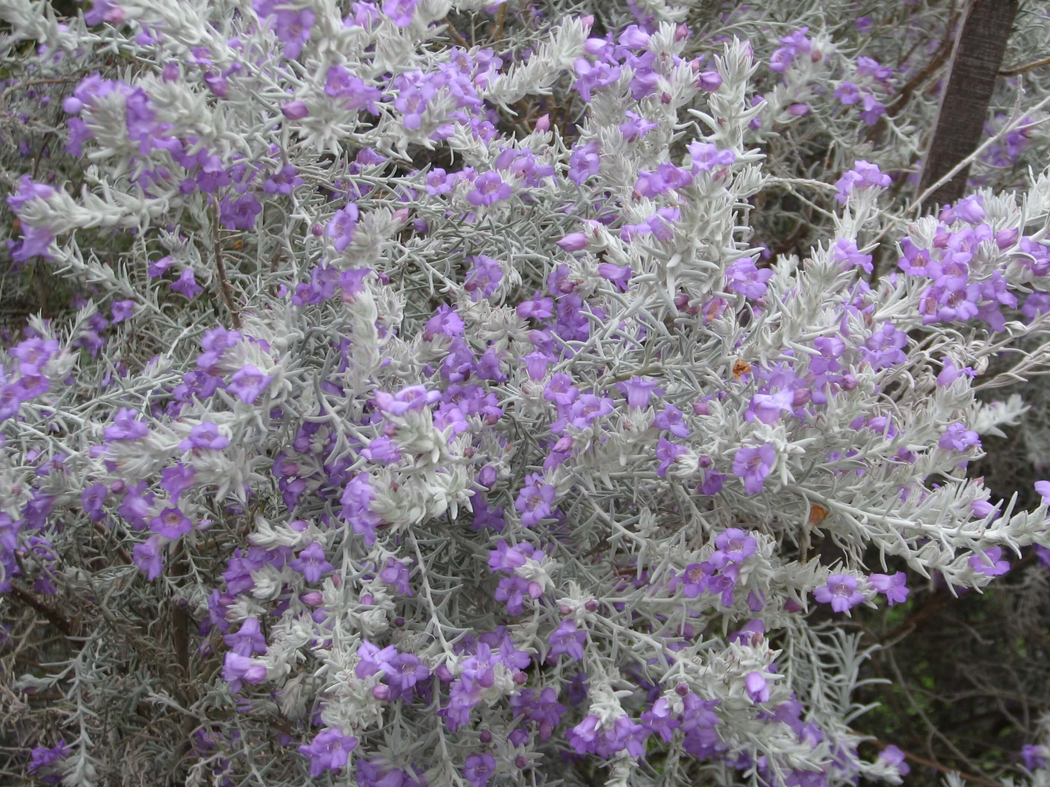 Photo of a Eremophilia Nivea “Gubburra Bells” grafted plant by Tarrawood Native Nursery.