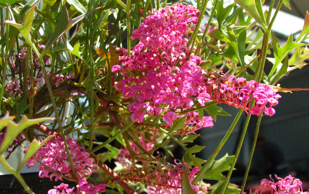 Photo of a flowering australian native plant by Tarrawood Native Nursery.