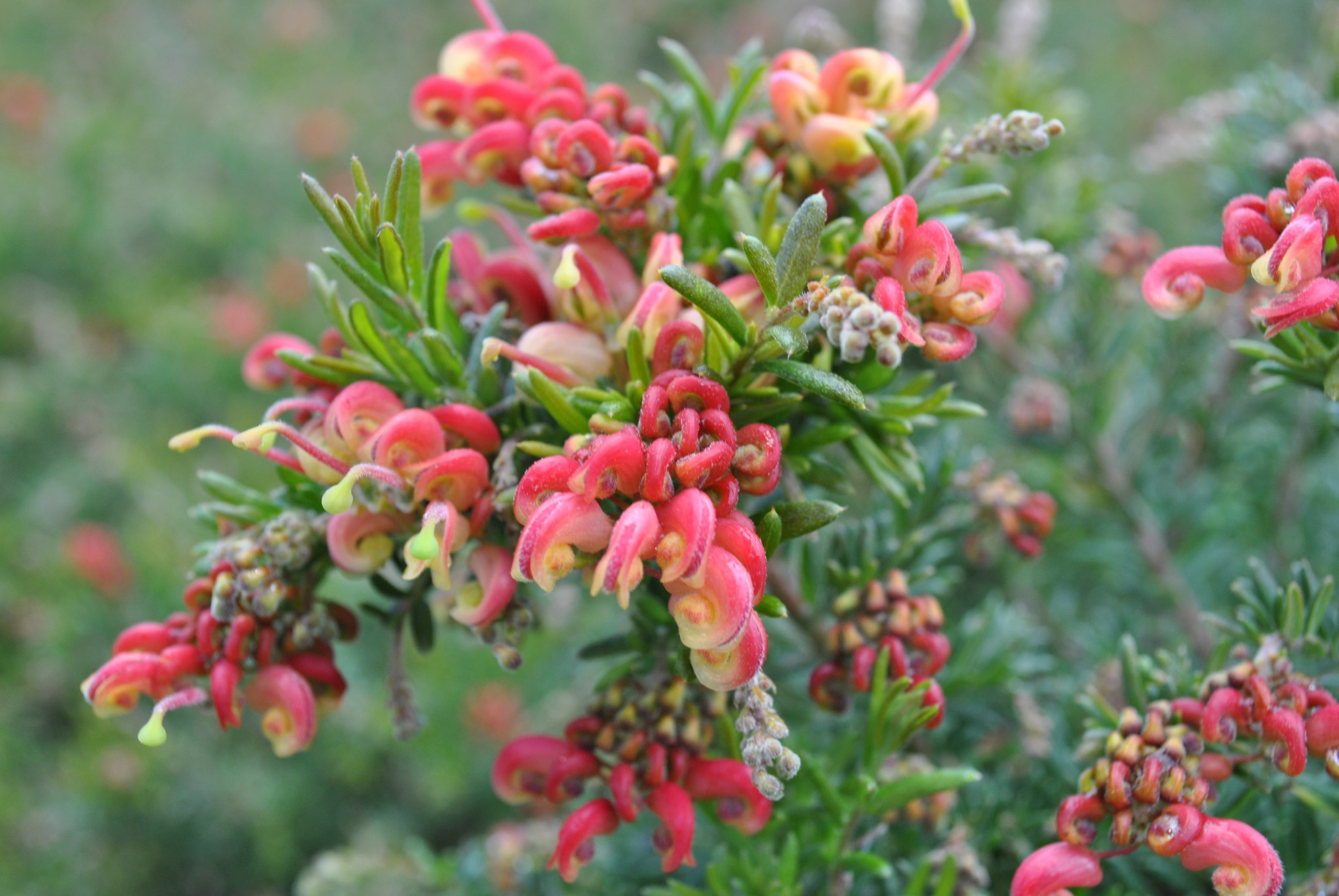 Photo of a flower of a Grevillea “Flowerful” plant by Tarrawood Native Nursery.