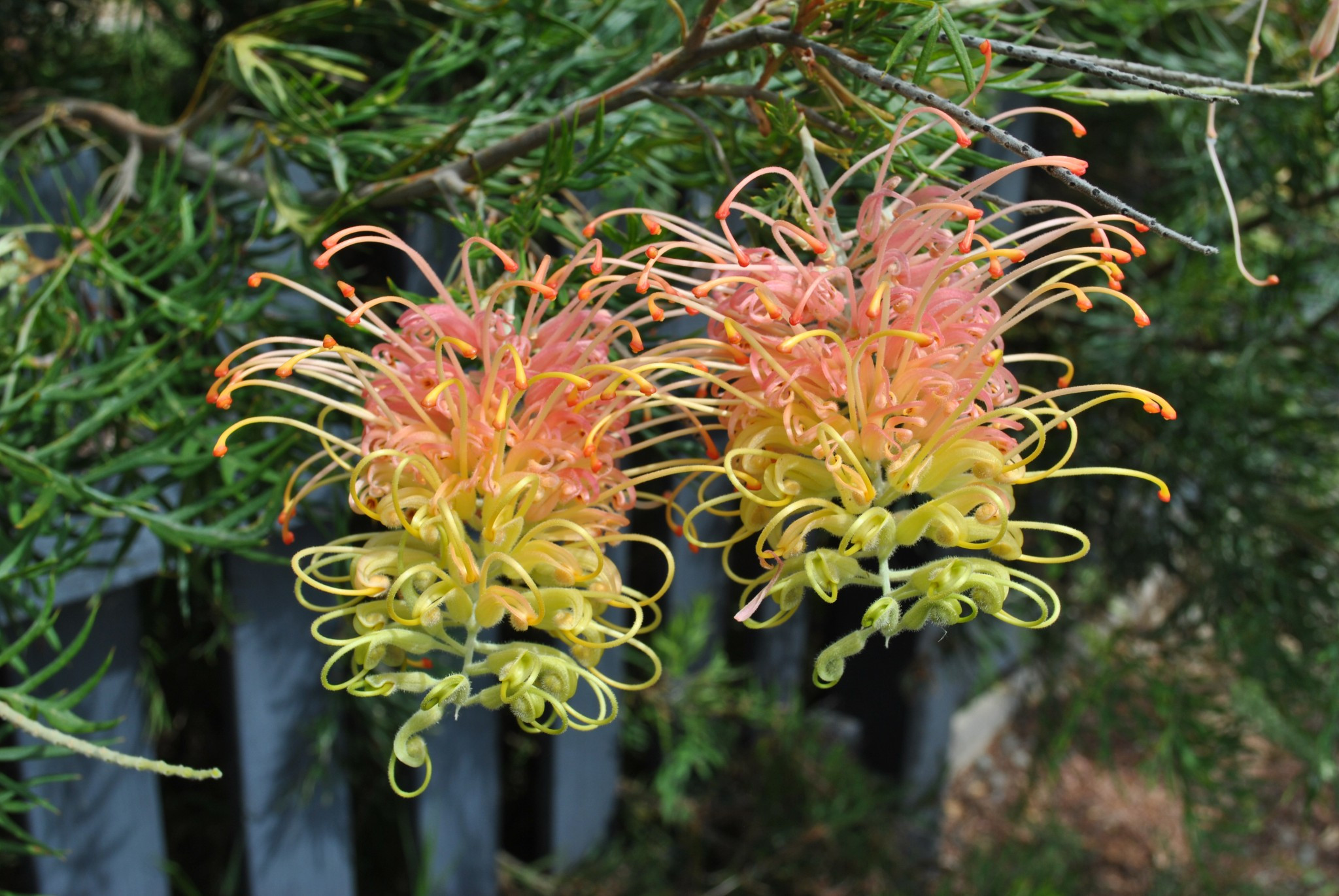 Photo of a flower of a Grevillea “Peaches and Cream” plant by Tarrawood Native Nursery.