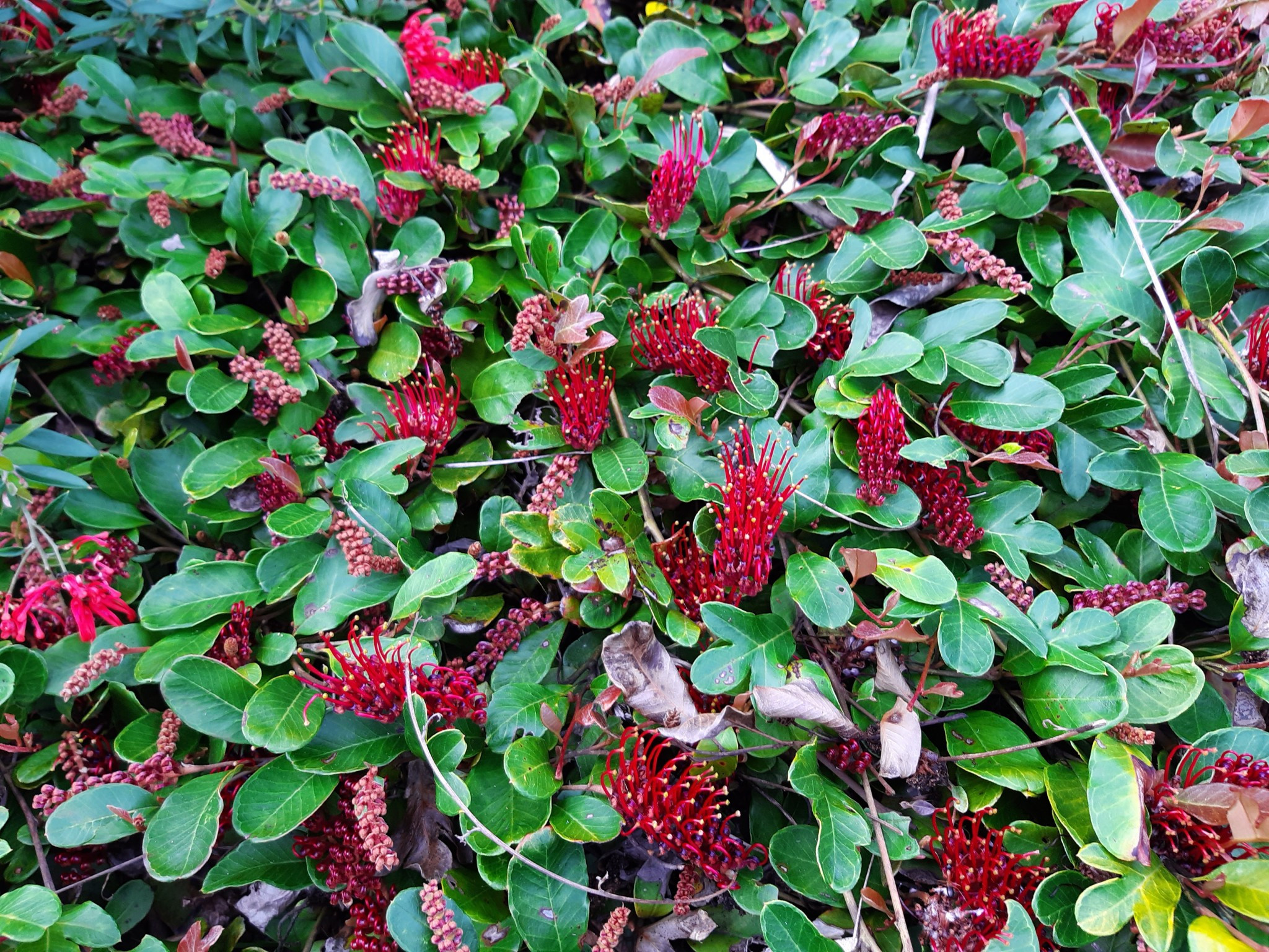 Photo of a flowering Grevillea Laurifolia “Blue Mountains Rambler” plant by Tarrawood Native Nursery.