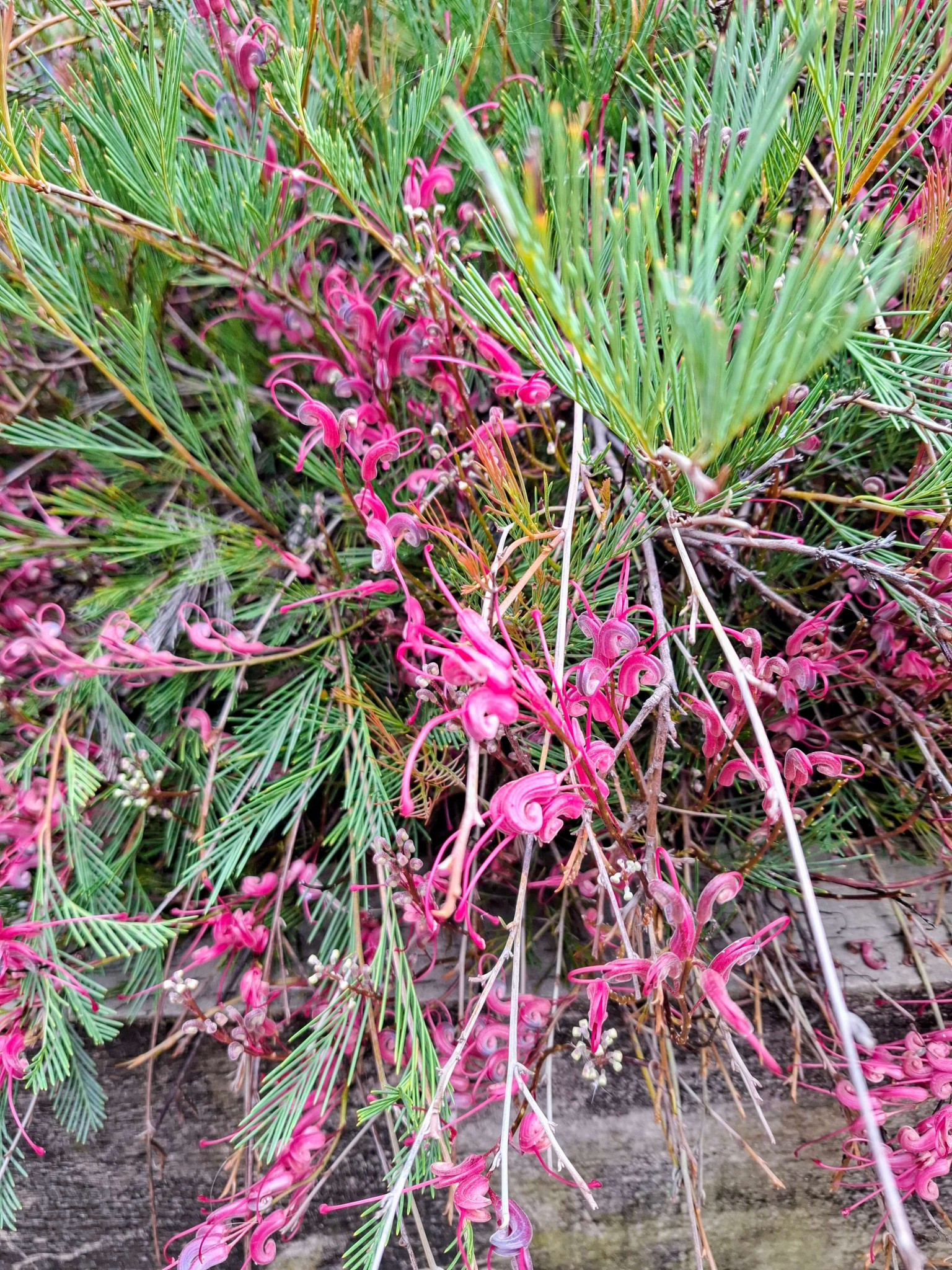 Photo of a flowering Grevillea Plurijuga “Purple Haze” grafted plant by Tarrawood Native Nursery.