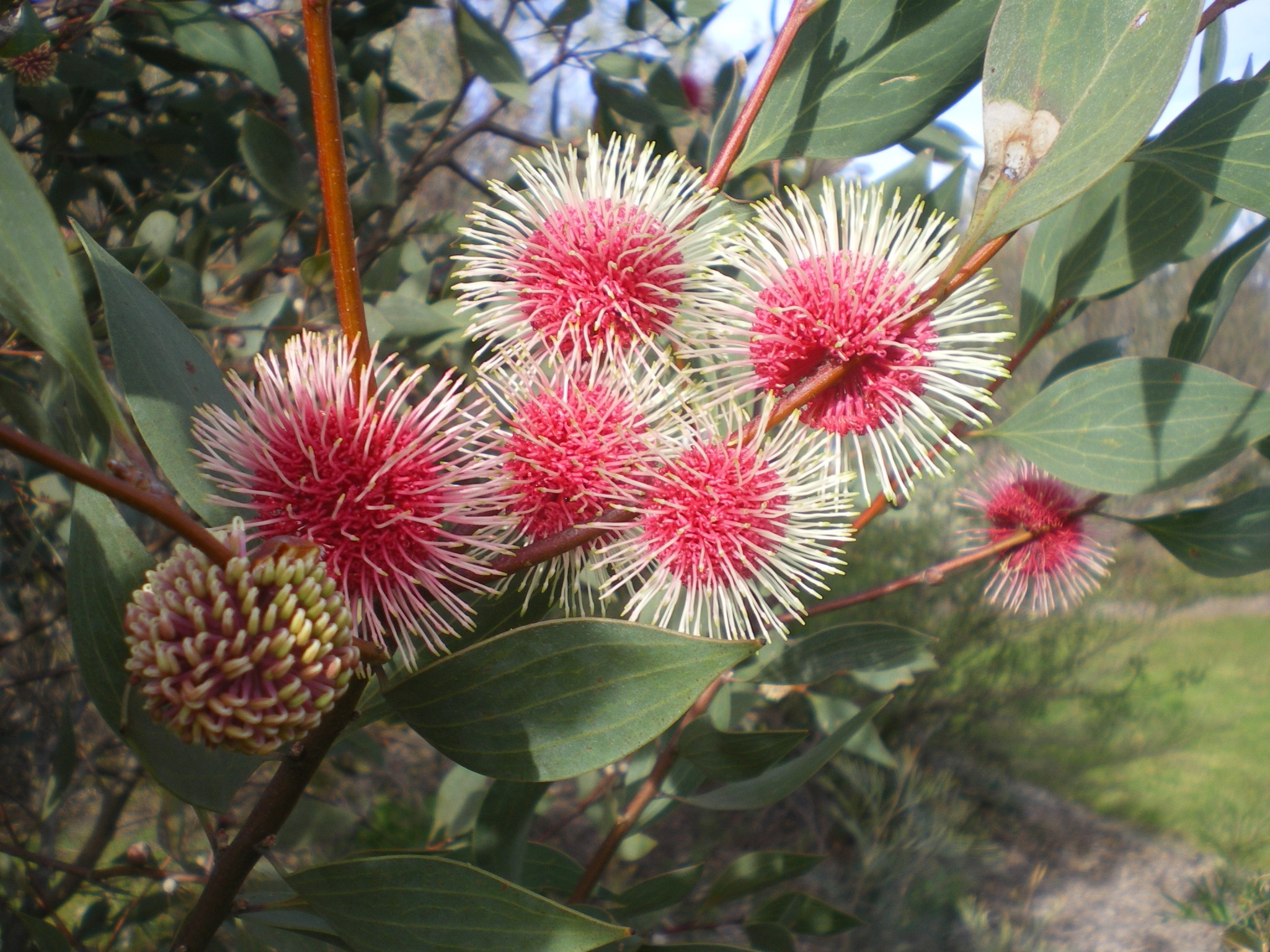 Photo of the flowers of a Hakea Hybrid “Pin Ball” plant by Tarrawood Native Nursery.