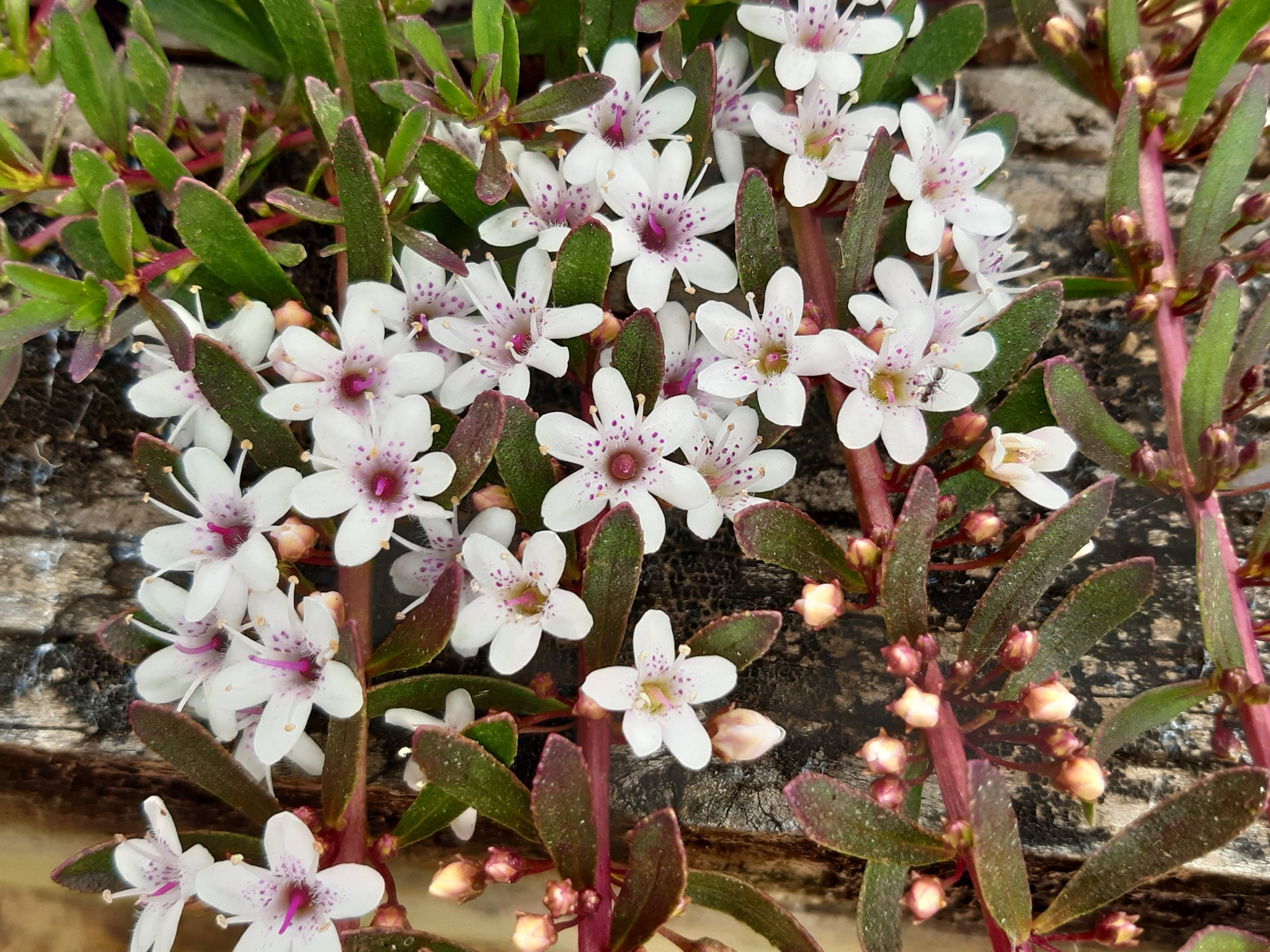 Photo of the flowers of a Myoporum Parvifolium Purpurea Boobialla plant by Tarrawood Native Nursery.