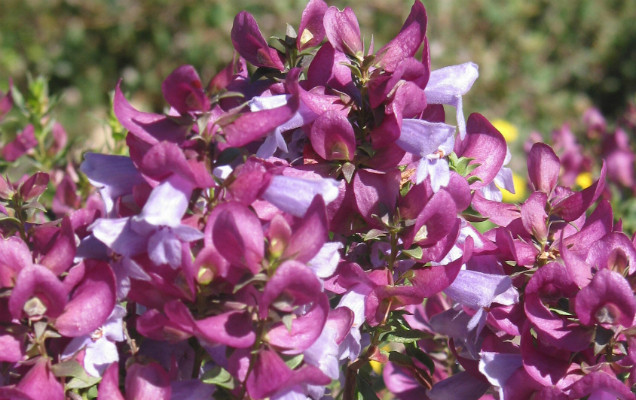 Photo of the flowers of a Prost Magnifica plant by Tarrawood Native Nursery.