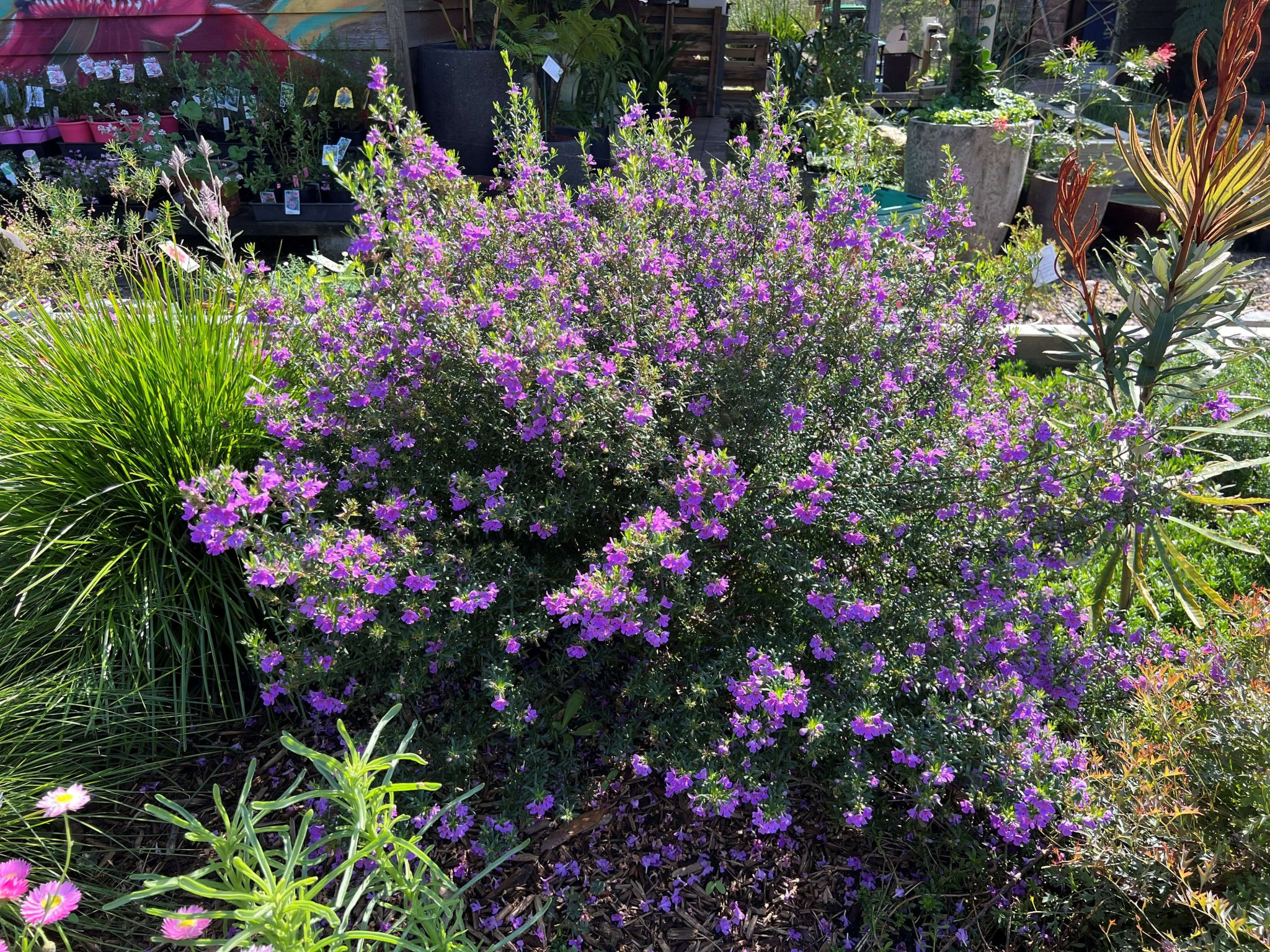 Photos of a flowering Westringia “Amethyst Glow” plant by Tarrawood Native Nursery.